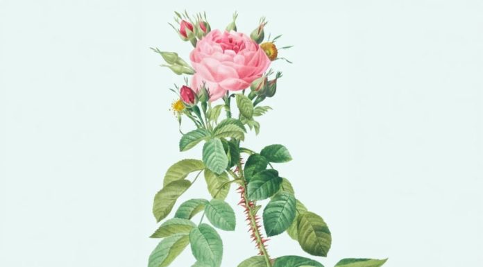 10 Beautiful Flowers for Decoration Only, Strictly No Incense Burning to Avoid Disapproval and Bad Luck