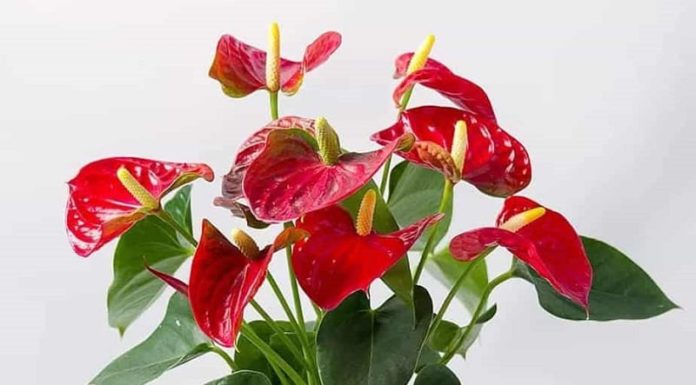 Be cautious when buying these 6 stunningly beautiful flowers as they may pose hidden dangers