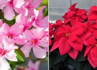 4 Beautiful Flowers That Shouldn’t be Planted Indoors, Especially Number 1