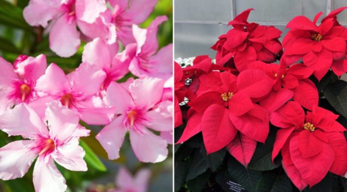4 Beautiful Flowers That Shouldn’t be Planted Indoors, Especially Number 1