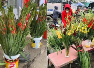 Tips for Choosing Fresh and Long-lasting Lunar New Year Flowers