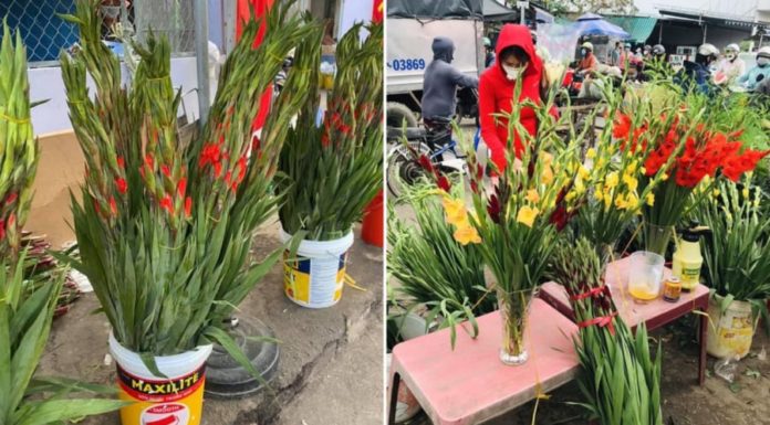 Tips for Choosing Fresh and Long-lasting Lunar New Year Flowers