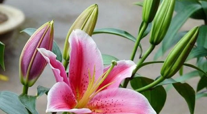 5 Types of Lunar New Year Flowers that Can Cause Itching, Nasal Congestion, and Rashes…