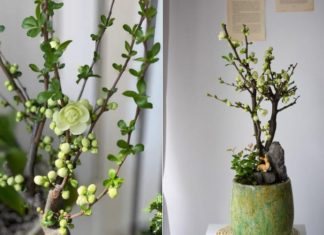 Rare find: Unique and vibrant blue apricot blossoms sought after by women for the Lunar New Year