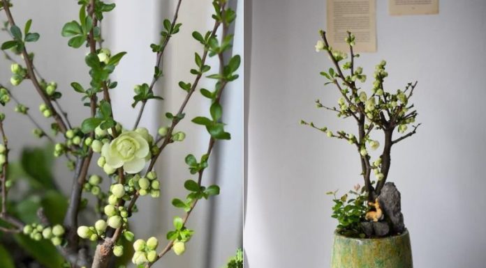 Rare find: Unique and vibrant blue apricot blossoms sought after by women for the Lunar New Year