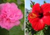 6 Stunning Flowers That Shouldn’t Be Used for Lunar New Year, Avoid Buying Them to Avoid Bad Luck