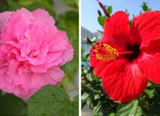 6 Stunning Flowers That Shouldn’t Be Used for Lunar New Year, Avoid Buying Them to Avoid Bad Luck