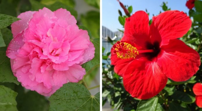6 Stunning Flowers That Shouldn’t Be Used for Lunar New Year, Avoid Buying Them to Avoid Bad Luck
