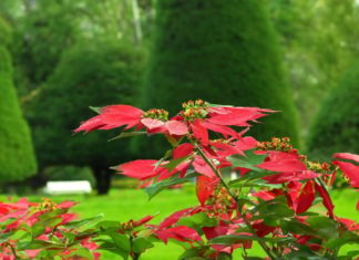 The Meaningful and Beautiful Names of Chrysanthemums: Why Feng Shui Masters Advise Against Planting and Giving Them as Gifts?