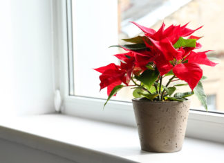 Top 23 Feng Shui-friendly Desk Plants for Attracting Prosperity in 2021