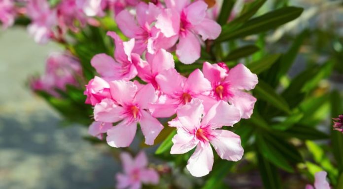 Choose the right potted plants for Tet to avoid these types, or else the festive atmosphere will be ruined, causing family disputes
