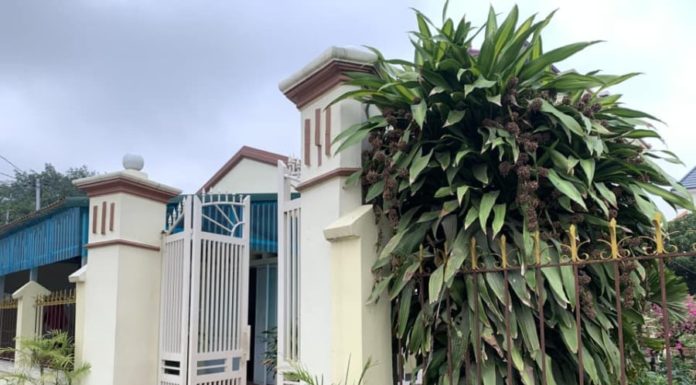 Should I plant Thiết Mộc Lan flowers at the entrance of my house? Tips for blooming and bringing good luck.