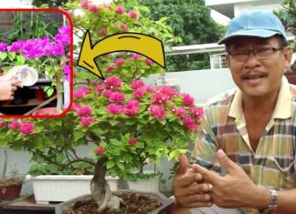 Paper flowers bloom from root to tip: Watch them drink this unique water