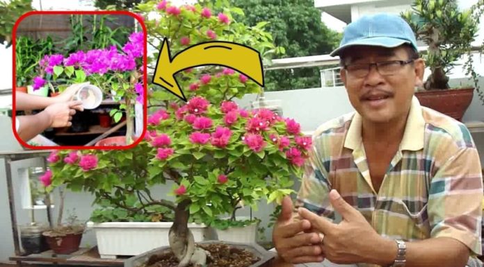 Paper flowers bloom from root to tip: Watch them drink this unique water