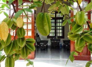 Is it beneficial to plant Loquat trees in front of your house? Tips for growing delicious and sweet Loquats.