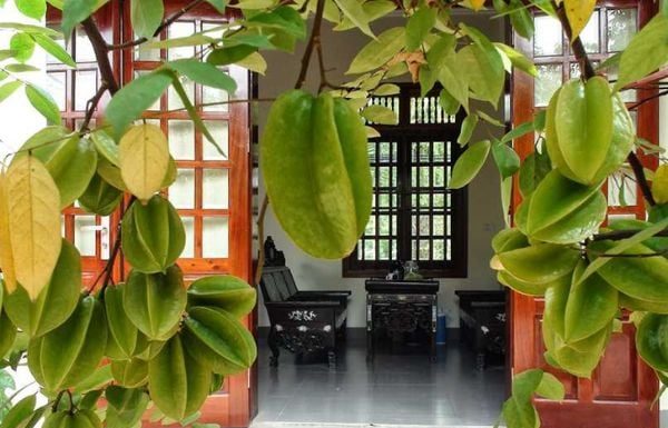 Is it beneficial to plant Loquat trees in front of your house? Tips for growing delicious and sweet Loquats.