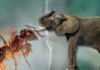 Do elephants get killed by ants in nature?