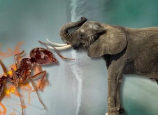 Do elephants get killed by ants in nature?