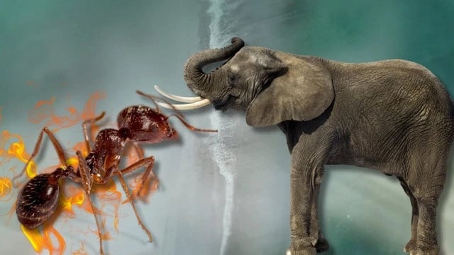 Do elephants get killed by ants in nature?
