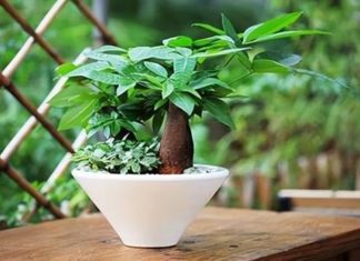 “The Lucky Money Tree: A Guide to Finding its Perfect Spot”