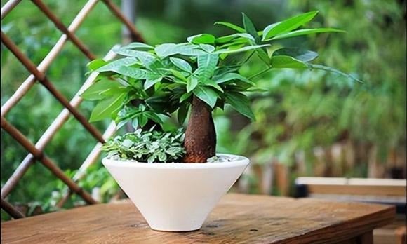 “The Lucky Money Tree: A Guide to Finding its Perfect Spot”