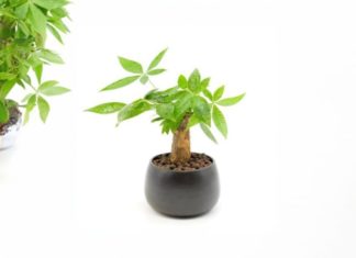 Planting a Golden Pothos for Year-round Lushness and Luck – Avoid These 3 Prohibitions to Prevent Yellow Leaves