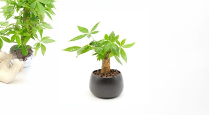 Planting a Golden Pothos for Year-round Lushness and Luck – Avoid These 3 Prohibitions to Prevent Yellow Leaves