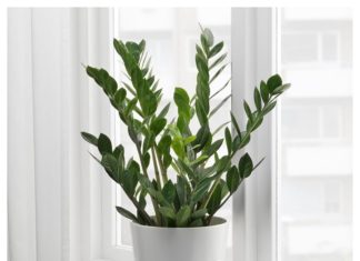 What should be the best plants to grow in homes for each zodiac sign in 2024 for attracting wealth, luck, and prosperity?