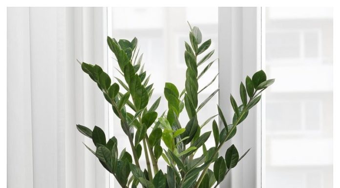 What should be the best plants to grow in homes for each zodiac sign in 2024 for attracting wealth, luck, and prosperity?