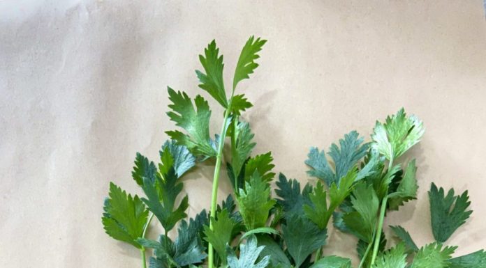 “All-round ‘superstar’ tree species – make a delicious and nutritious cake with its versatile leaves”