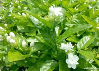 5 Types of snake-attracting plants that you must remove immediately: Number 1 is a favorite of many homeowners who love to plant