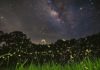 Planning Your Spectacular Firefly Watching Trip in Ninh Binh 2024