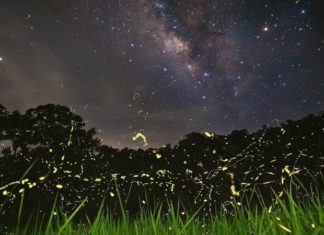 Planning Your Spectacular Firefly Watching Trip in Ninh Binh 2024