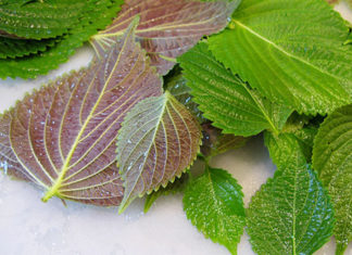 The surprising beauty benefits of tía tô leaves that few people know