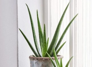 11 Plants for Better Sleep and Prosperity