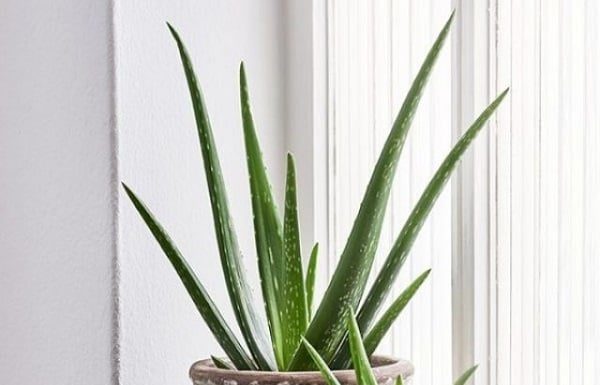 11 Plants for Better Sleep and Prosperity