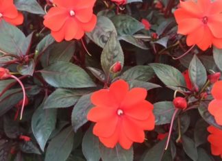 What are the best plants to grow on a balcony for both beauty and good luck?