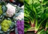 8 Types of Vegetables That Aid in Fat Detoxification, Anti-aging, and Should be Consumed Daily by Women