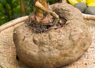 Japanese superfood helps control blood sugar and lowers cholesterol effectively