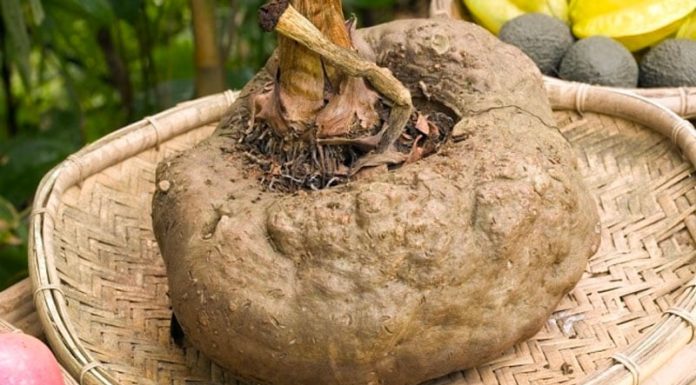 Japanese superfood helps control blood sugar and lowers cholesterol effectively