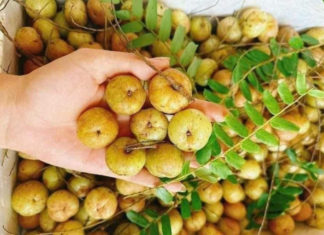 The Most Valuable Winter Fruit: Eat a Little Every Day to Protect Your Lungs and Reduce Coughing