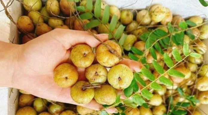 The Most Valuable Winter Fruit: Eat a Little Every Day to Protect Your Lungs and Reduce Coughing