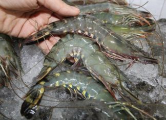 Boil shrimp without using brine, use this instead for juicy, sweet, and non-fishy shrimp