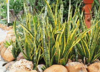 Beware of Planting Alocasia: Don’t Risk Your Wealth and Fortune by Growing It, Brings Bad Luck
