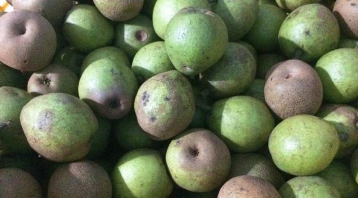 What is Mác-cọp? How to differentiate it from Chinese Mác-cọp?