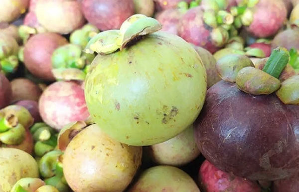 How to choose delicious mangosteen that not everyone knows