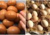 Don’t rush to put eggs in the refrigerator after buying: Learn from Japanese farmers to prevent spoilage for a whole year