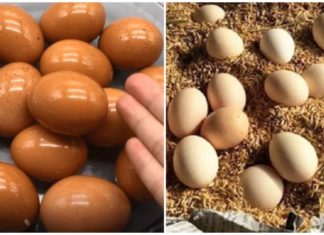 Don’t rush to put eggs in the refrigerator after buying: Learn from Japanese farmers to prevent spoilage for a whole year
