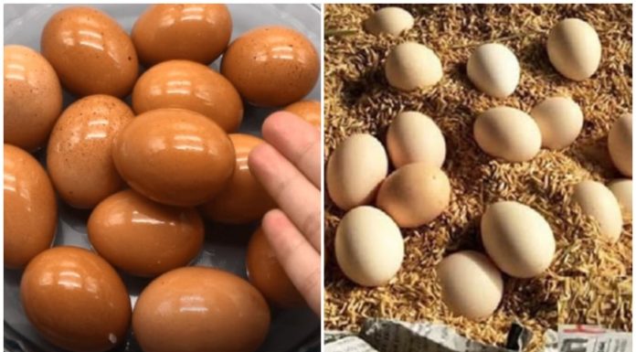 Don’t rush to put eggs in the refrigerator after buying: Learn from Japanese farmers to prevent spoilage for a whole year