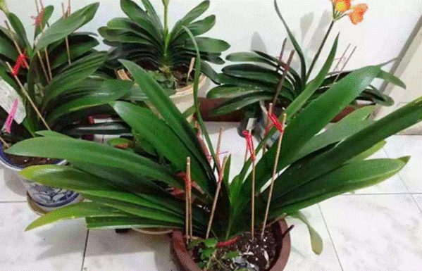 The Magic of Old Chopsticks and Straws: Unlocking the Hidden Benefits for Your Plants